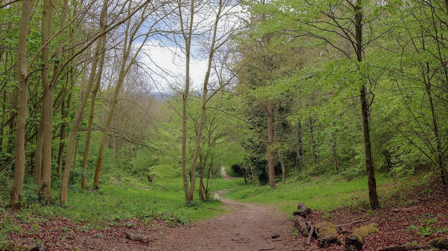 Path in Weston Hills, Baldock 