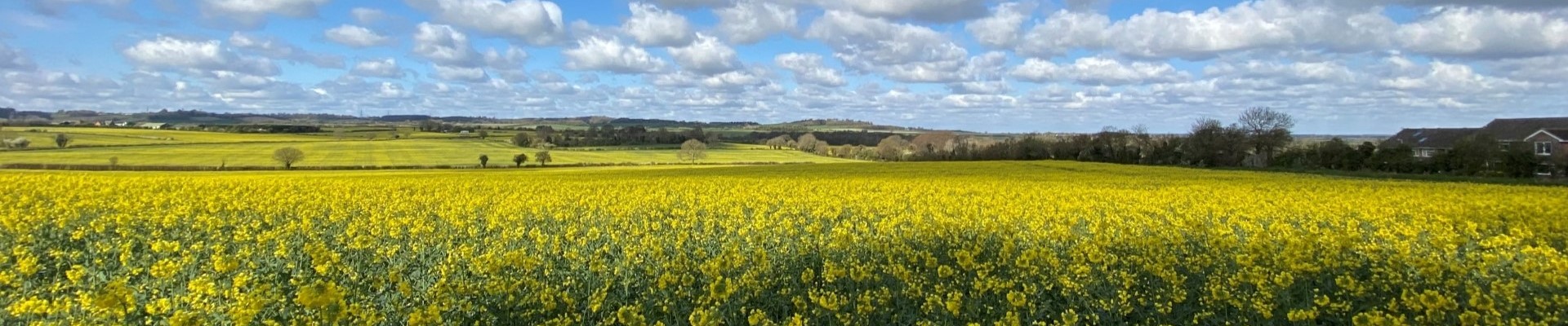 Fields near Oughton Head 