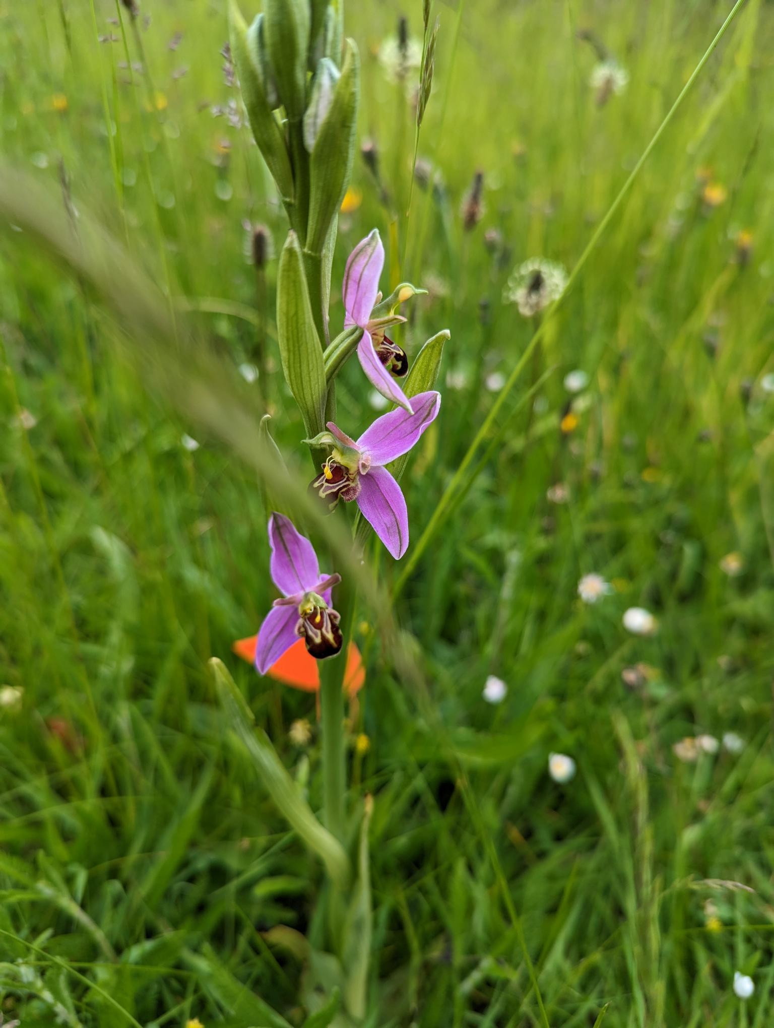 Bee orchids growing at Icknield Infant & Nursery School