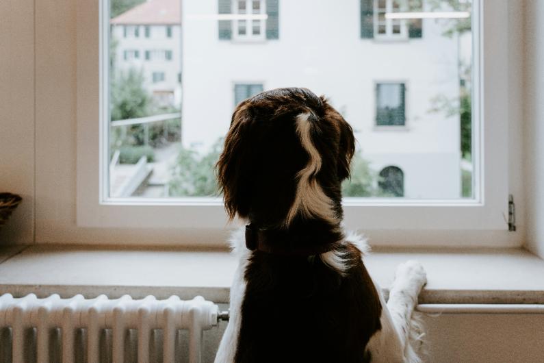 The back of a dog with paws on a windowsill and a radiator in view